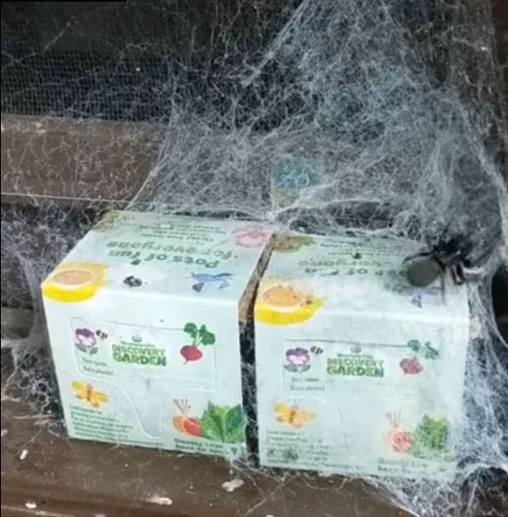 Örümcek besleyen kadının evinin hali korkunç her yeri ağ sardı